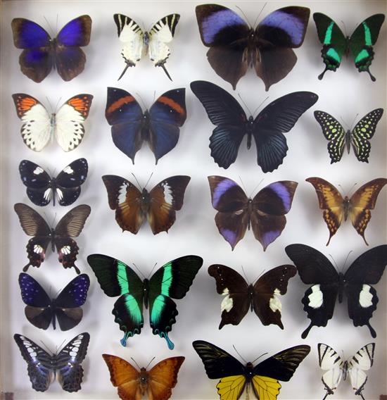 A collection of various exotic butterflies housed in three glazed wooden cases, largest case is 25.25 x 19.25in.
